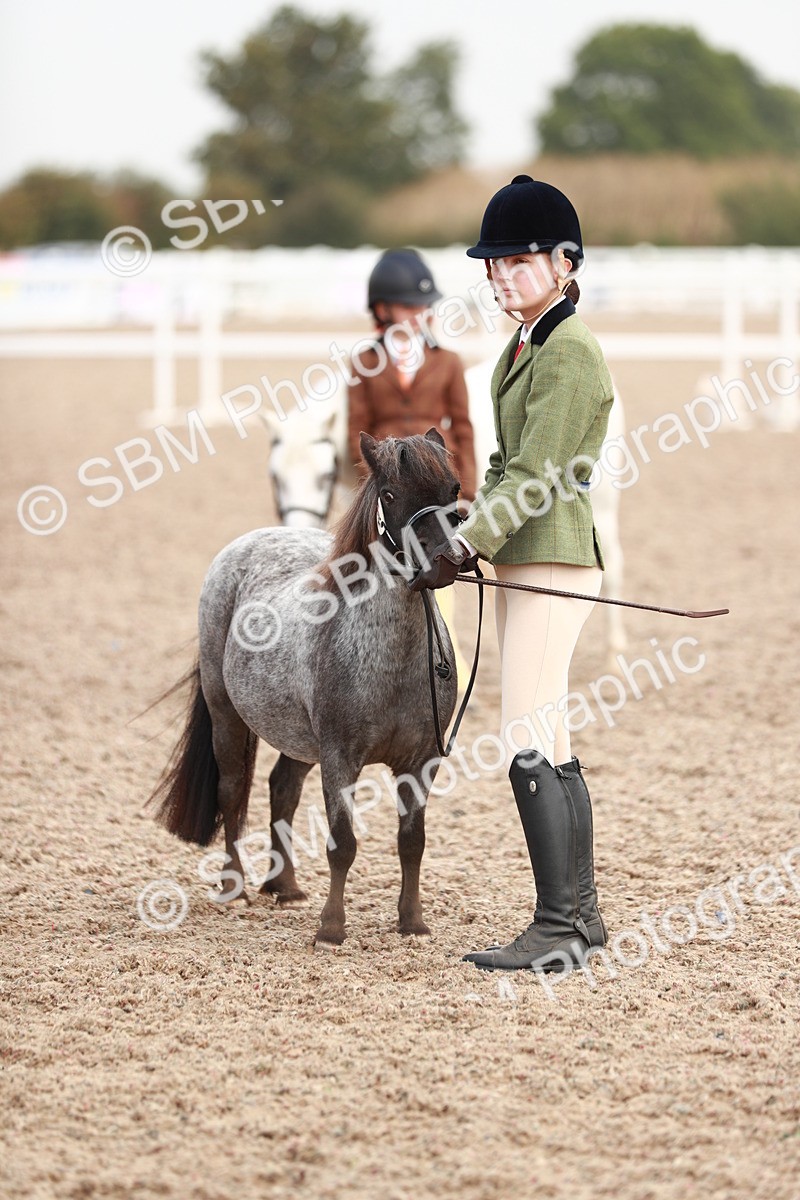 SBM_11873 - Class 206 IH Non Show Type Pony