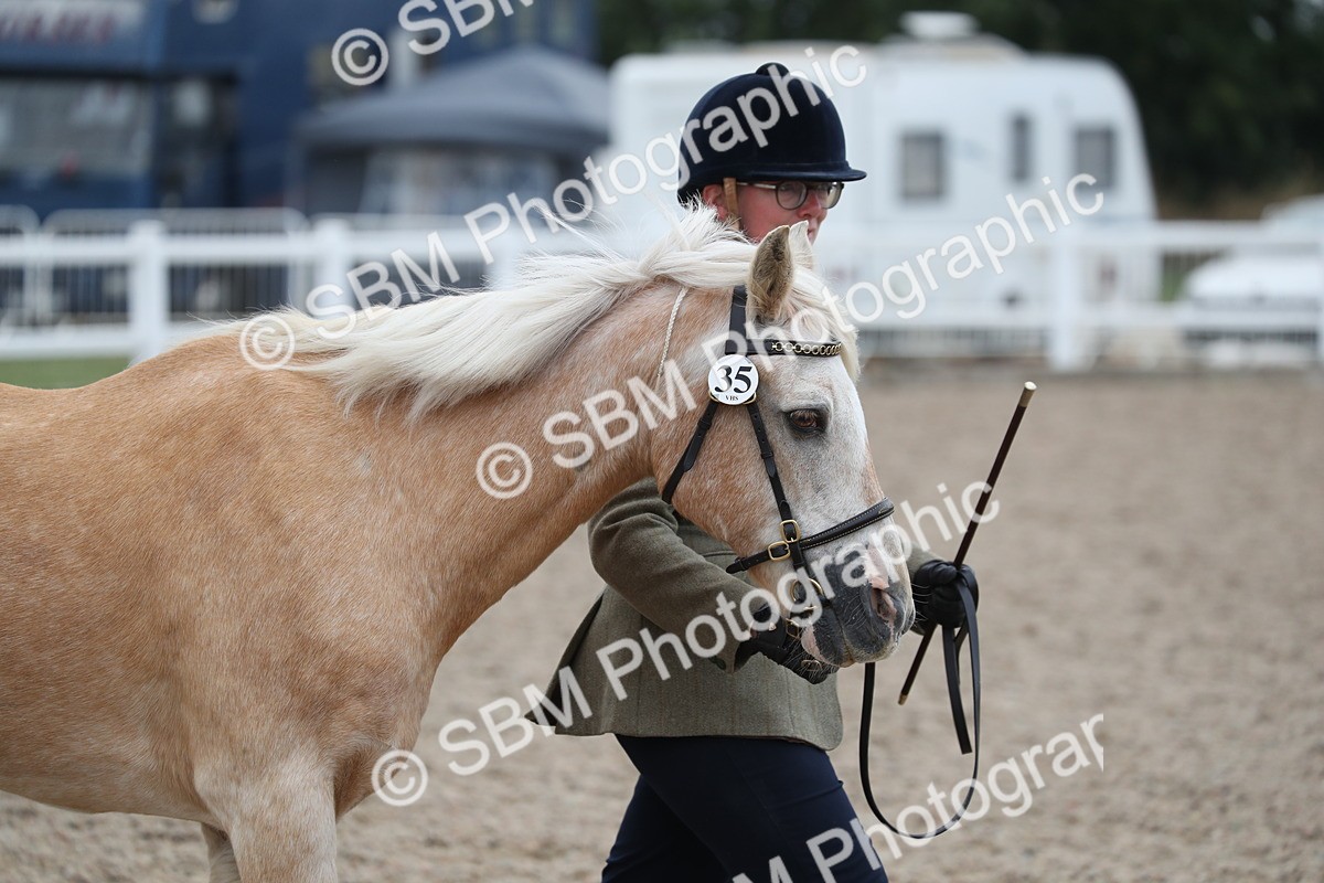 SBM_17861 - Class 317 IH Pure bred Horse/Pony
