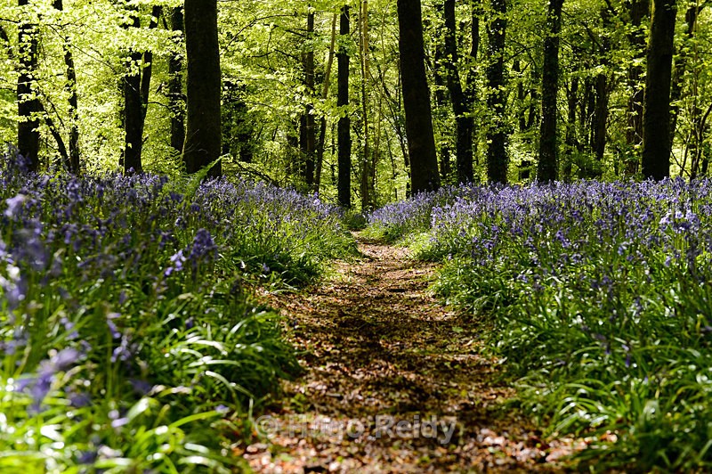  - Bluebells
