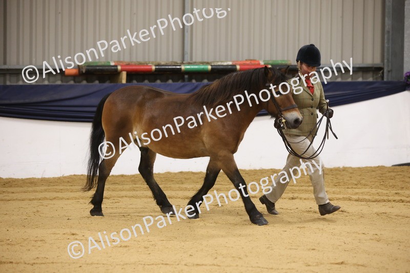 20260913-1013 - Class 109 - Bred On Exmoor In Hand