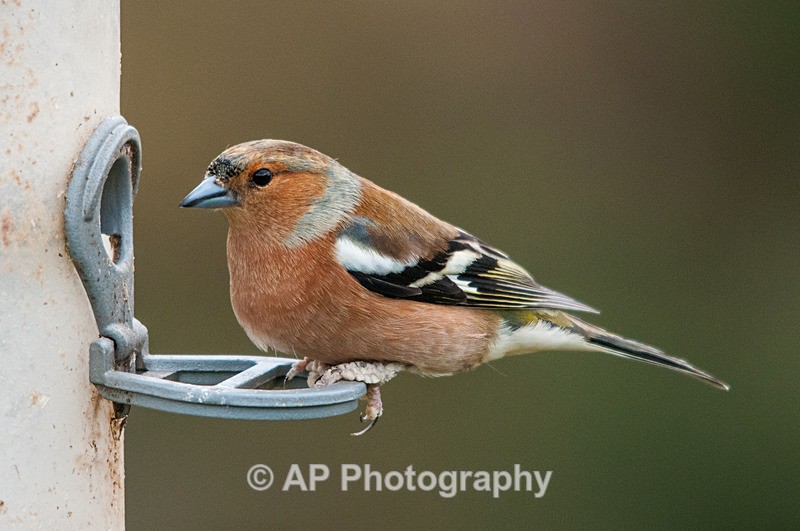 Chaffinch-male_ACP_7510-1 - Birds
