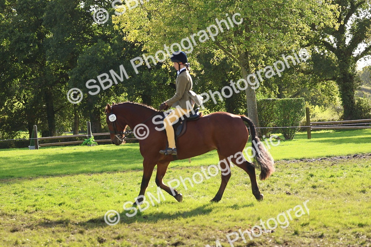 SBM_52440 - S13 - Pony Club Pony