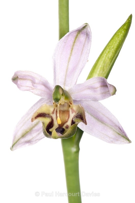  - WB: Orchids - Ophrys