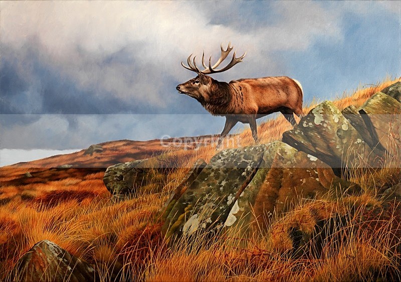'LOOKING FOR TROUBLE'    STAG - Misc