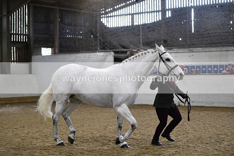 WJ5_4593 - Class 3 Part Bred In hand