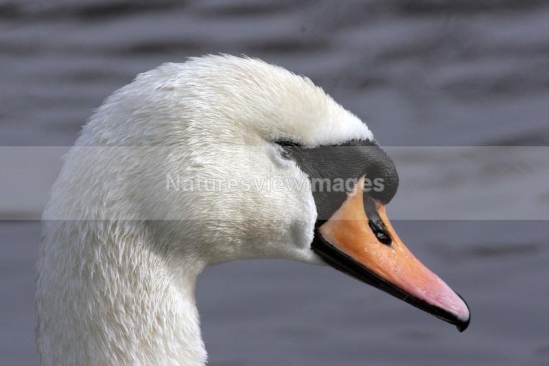 Swan - Wildlife