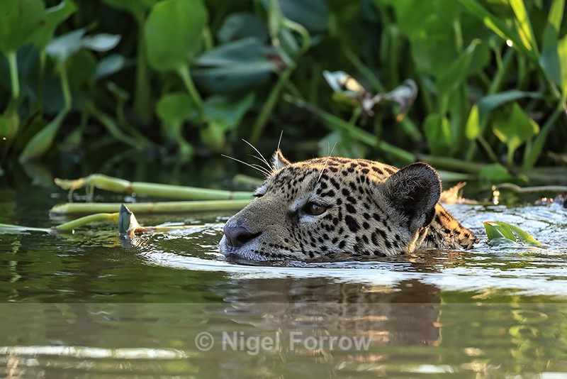 Female Jaguar swimming, Corixo Negro, Mato Grosso, Brazil - Jaguar