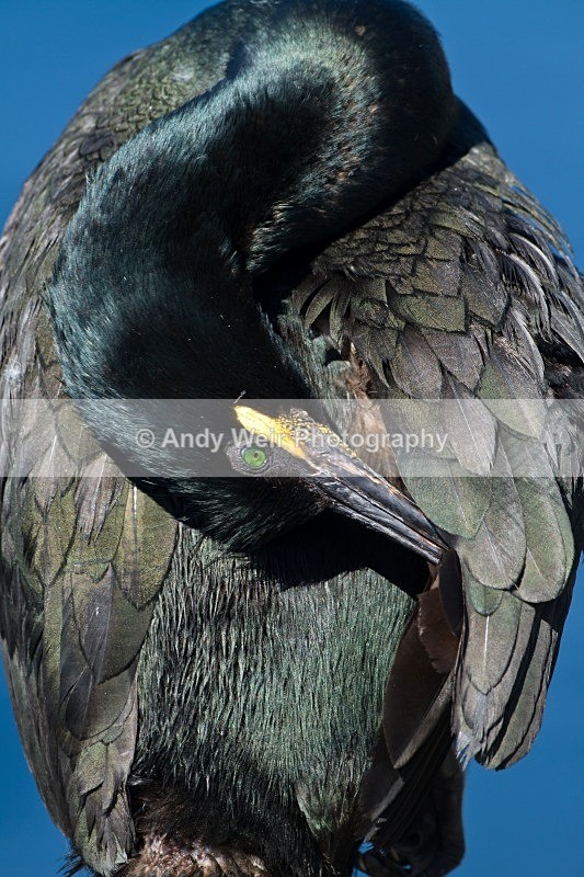 20120531-_MG_9771 - Cormorants & Shags