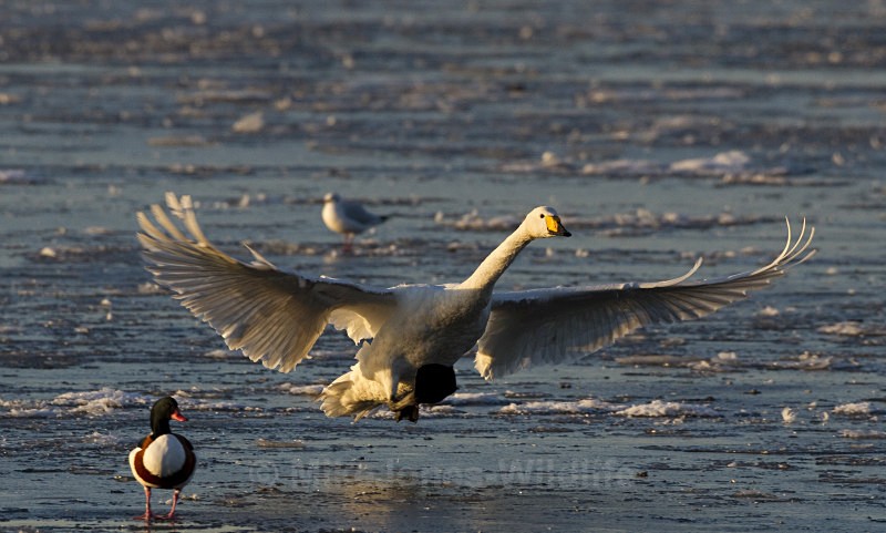 WHOOPER SWAN WINTER 2010 - WHOOPER SWANS
