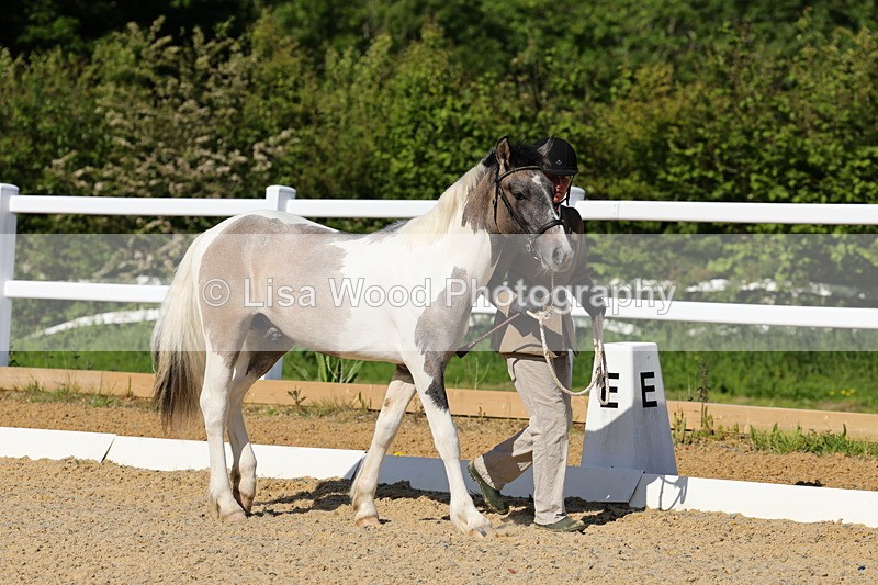 1X9A0598 - Class 3: Youngstock 1, 2, 3 year old not to exceed 153cm