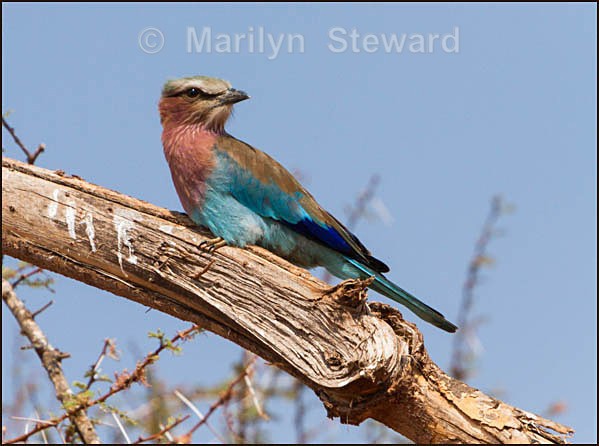 Lilac breasted roller #1 - Kenya, Tsavo East