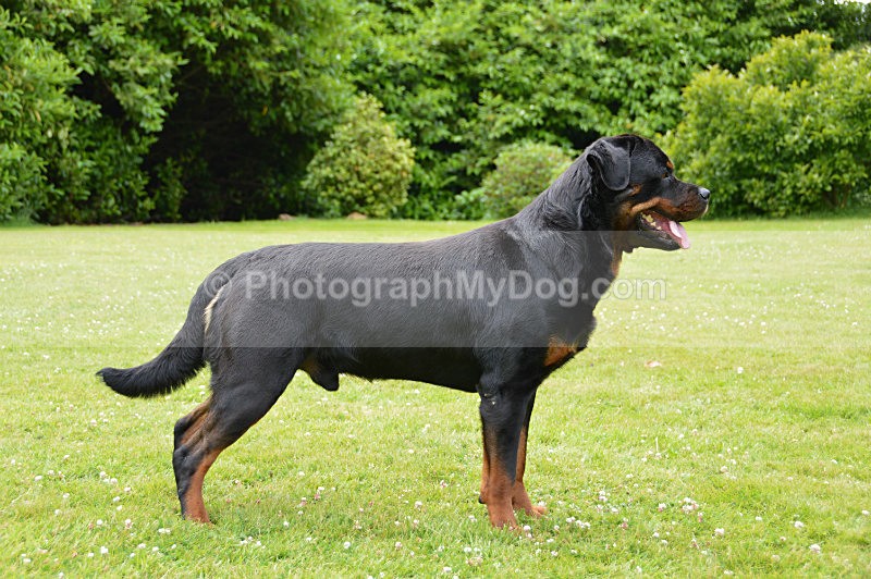  - Rottweilers