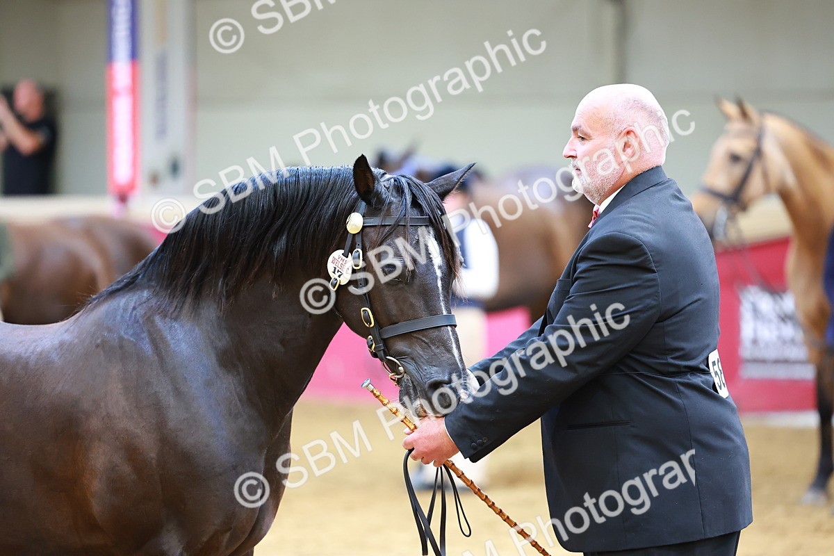 SBM_18701 - Class 903 - Sup Final - IH Pre Vet
