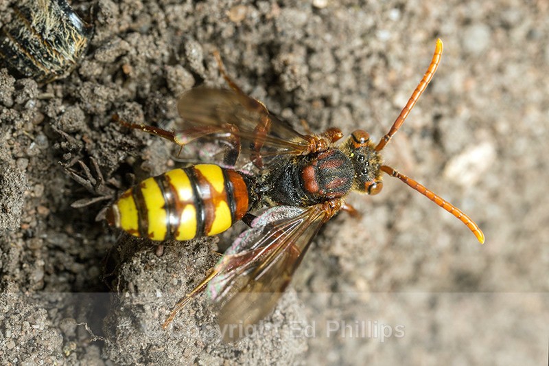Nomada flava (f) - Nomada flava