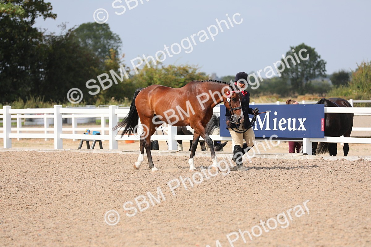 SBM_15667 - Class 312 IH Competition Horse/Pony