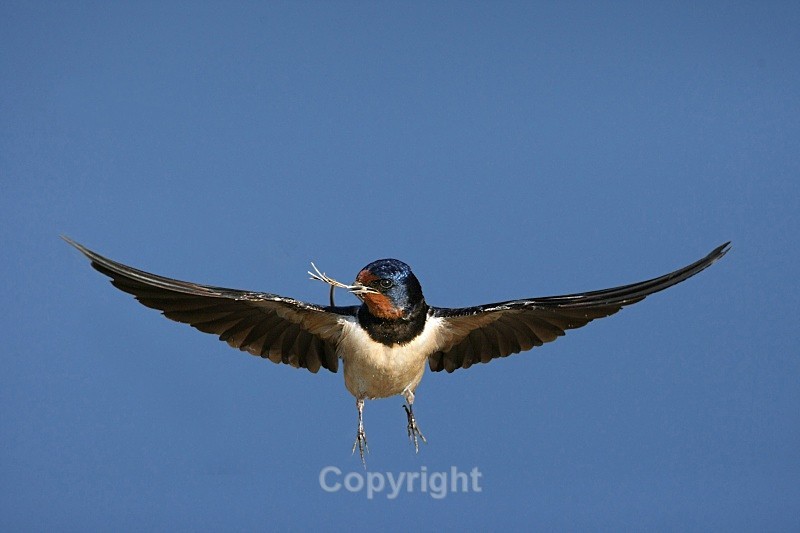 Swallow,County Louth - Birds