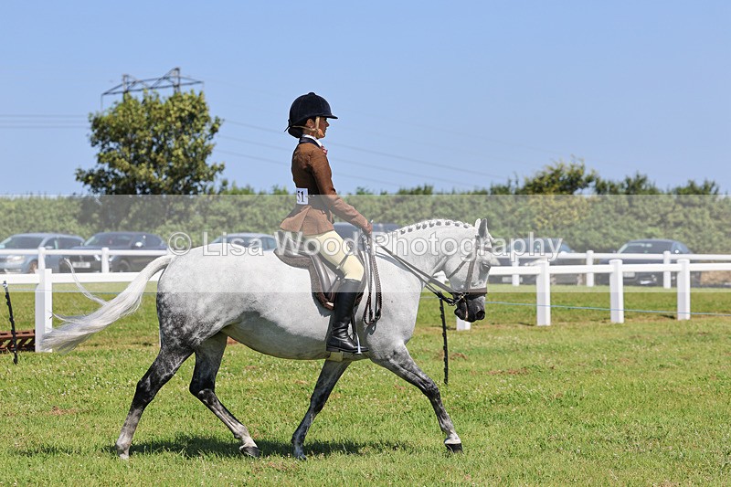 IMG_2205 - Class 36: Part Bred Ridden M & M