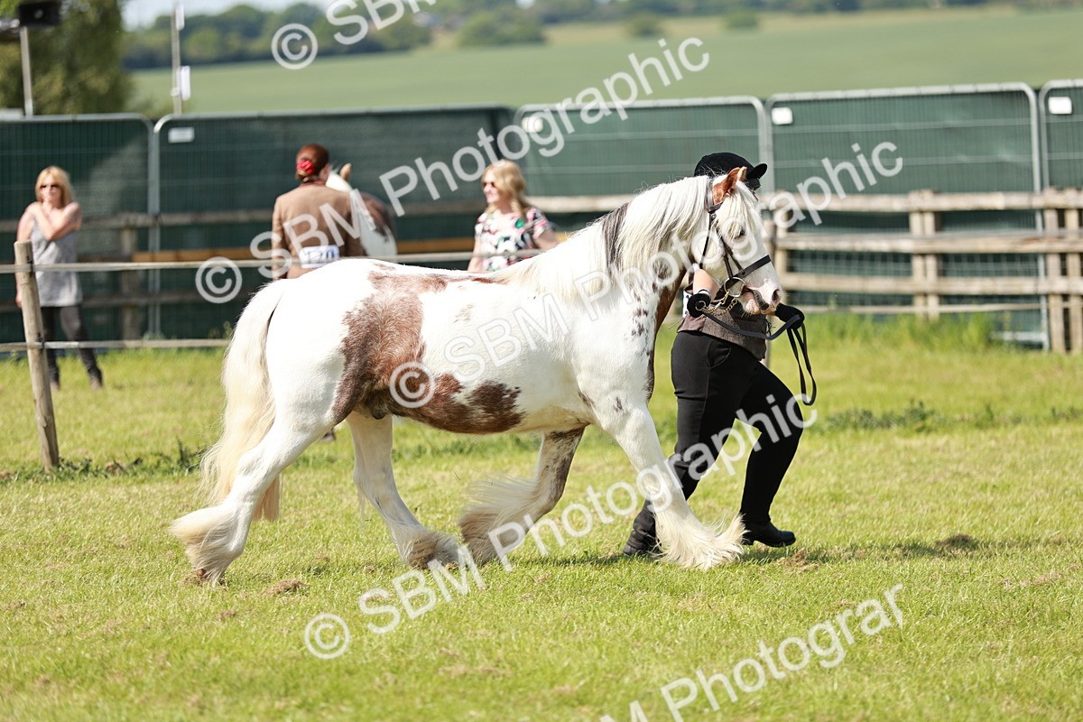 SBM_08565 - Class 63-65 - Traditional Gypsy Cobs In Hand & Ridden