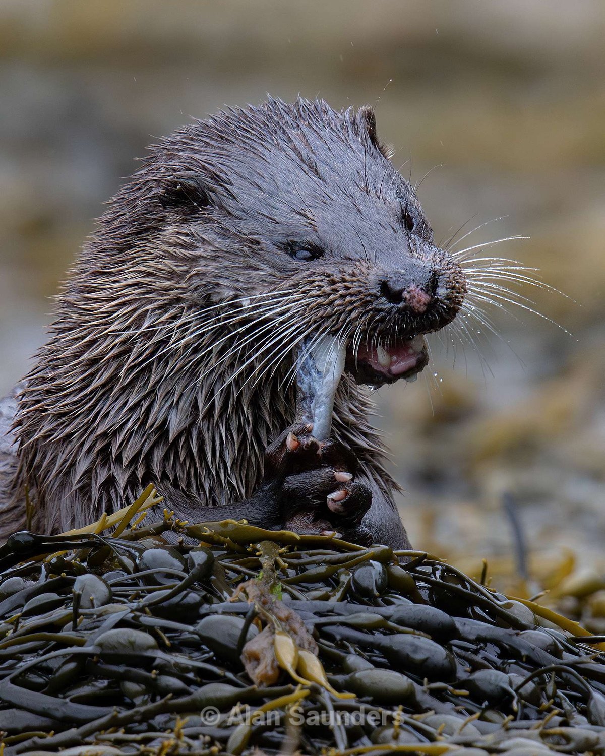 Eurasian Otter 2