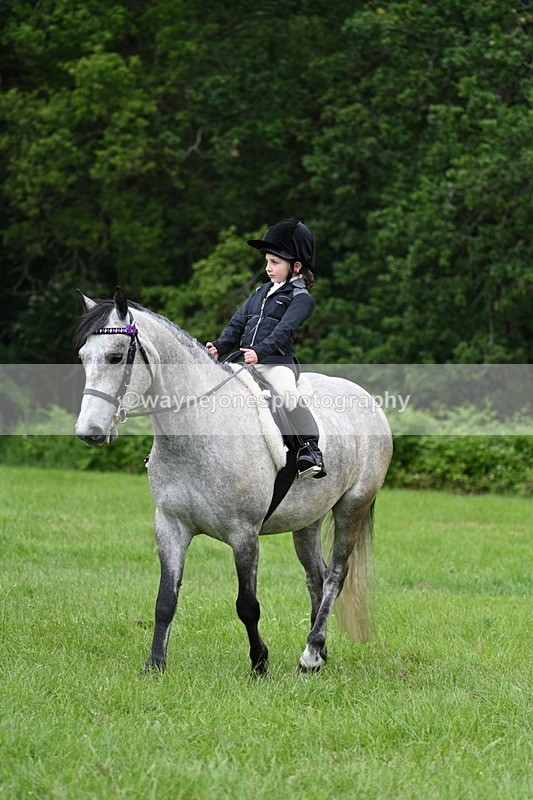 WJ7_3943 - Class 14A Handsome Gelding