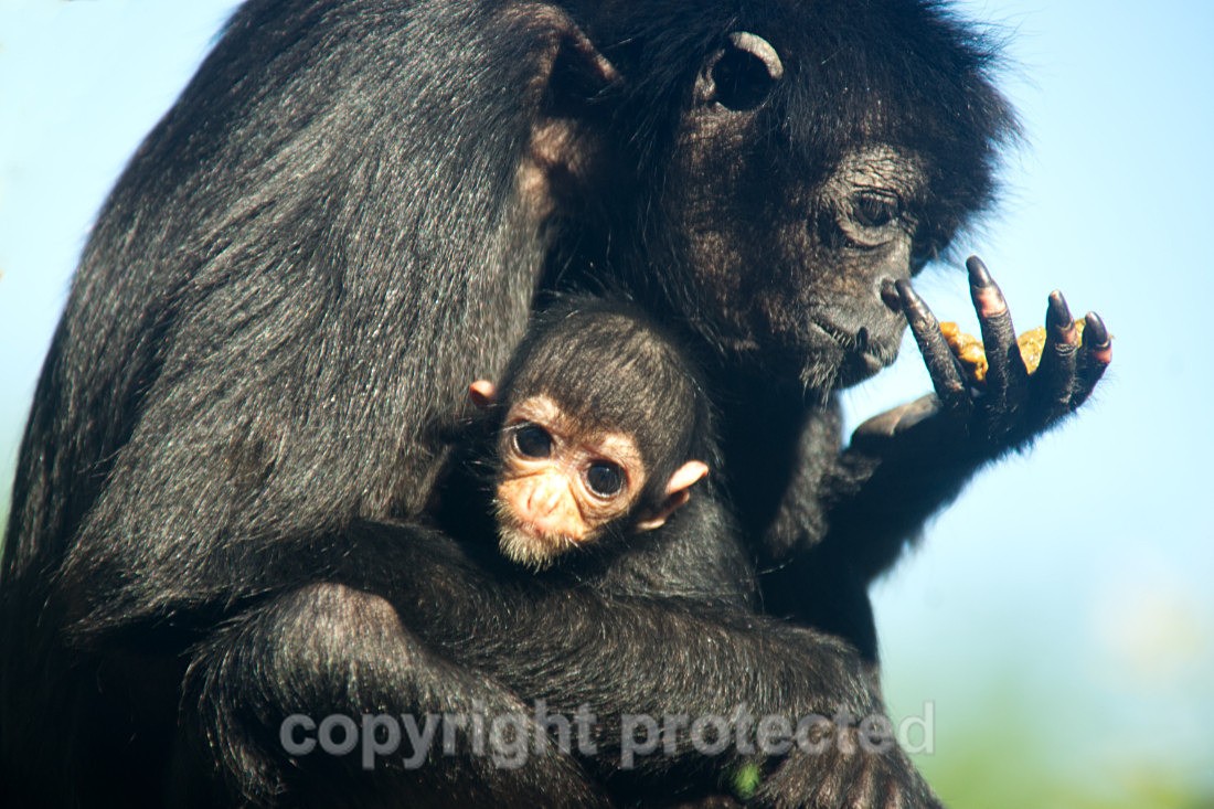 Cheekaboo and Chicory - Wildlife Vets International