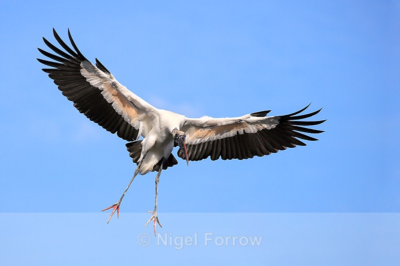 Wood Stork landing wings spread, Wakodahatchee Wetlands, Florida - Wood Stork