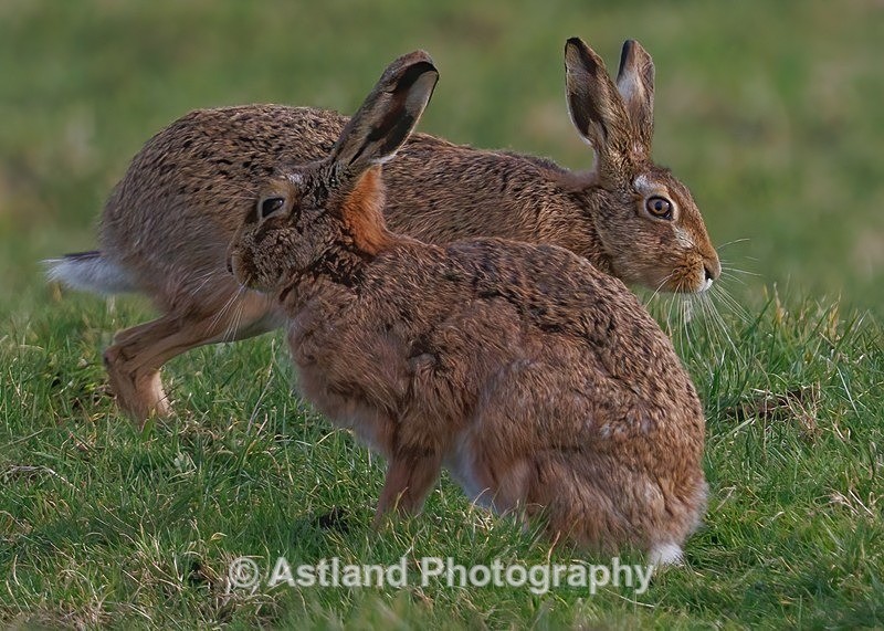 Brown Hares - Latest Images