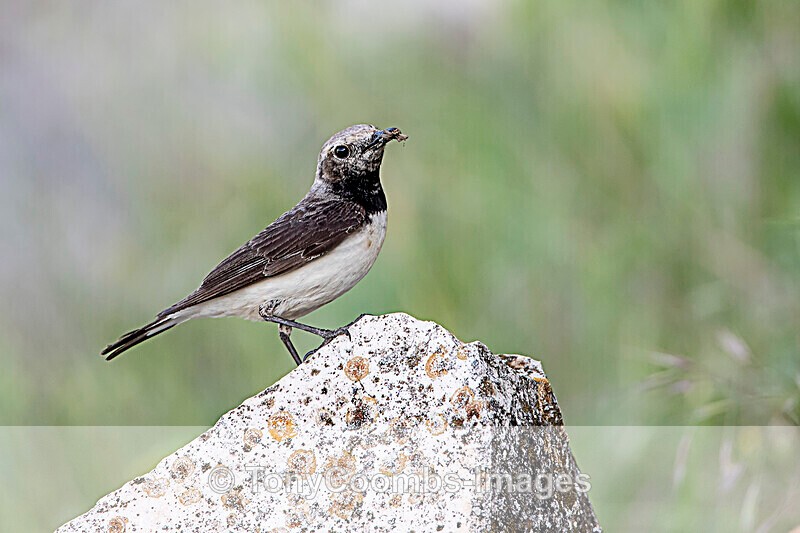 Pied Wheatear  (f) - Sinoe - Constanta