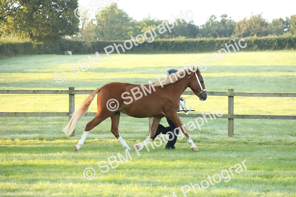 SBM_57789 - S42 - Youngstock