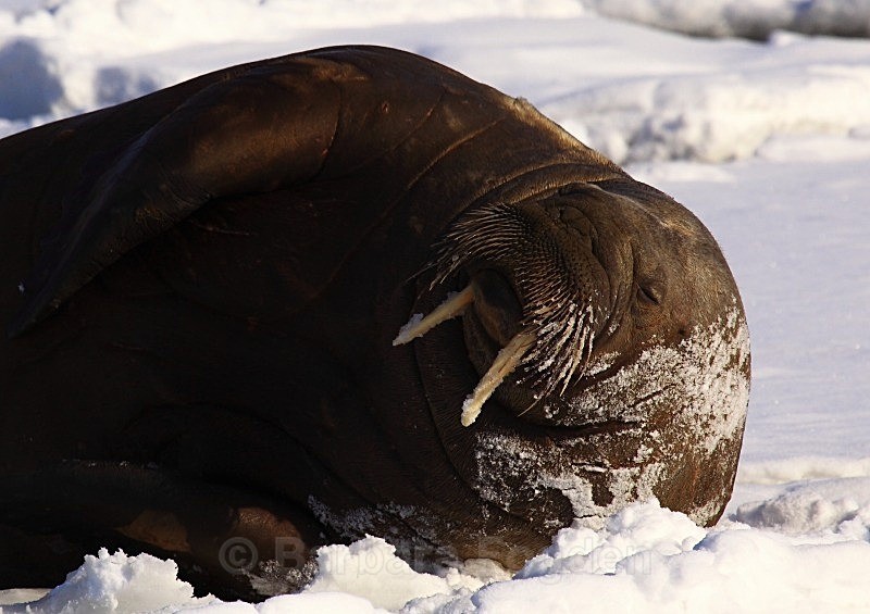Walrus 6473 - Wildlife