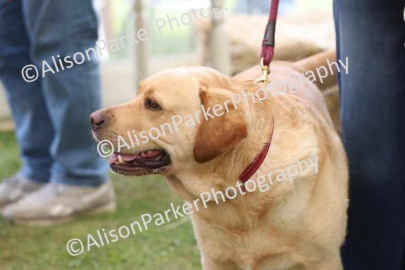 20250607-0067 - Class 1 - Waggiest Tail