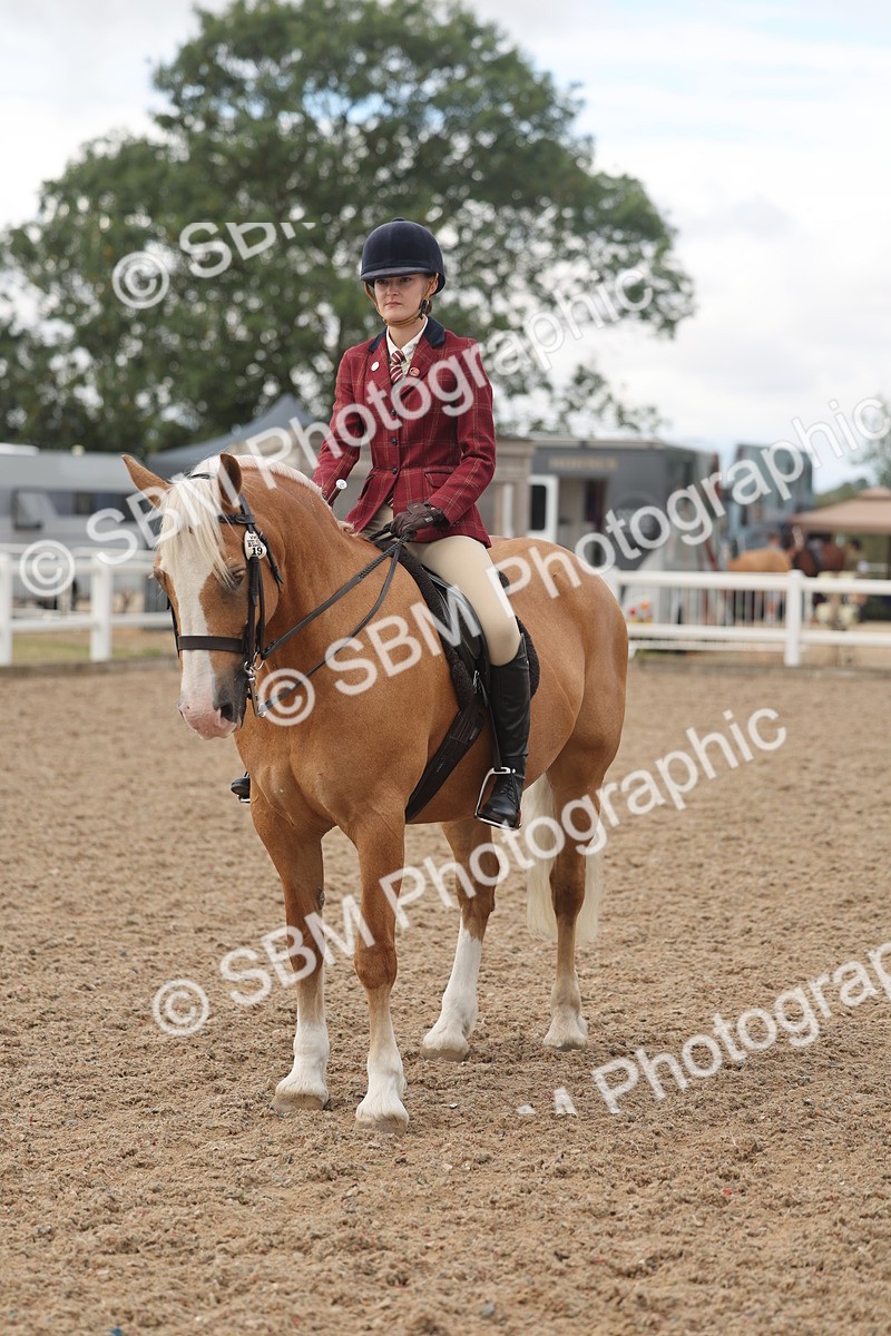 SBM_04347 - Class 17 - Prettiest Mare (IH or Ridden)