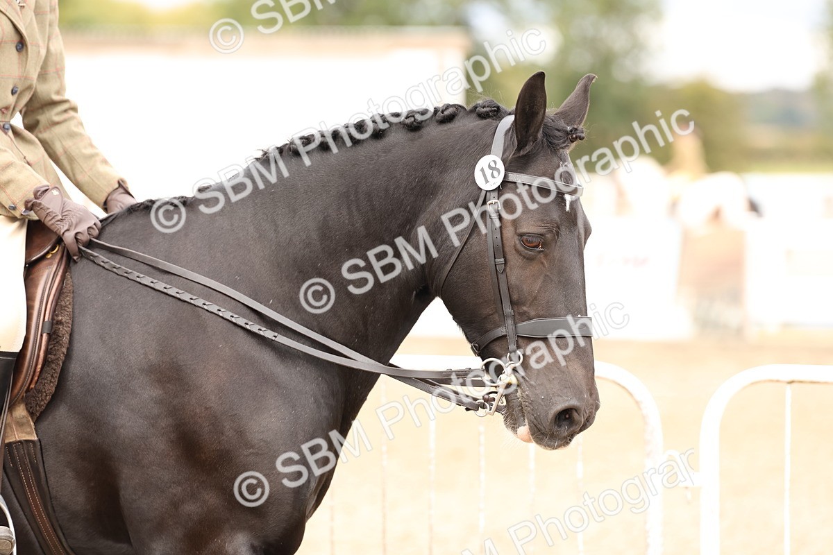 SBM_02785 - Class 53 - Ridden Competition Horse/Pony
