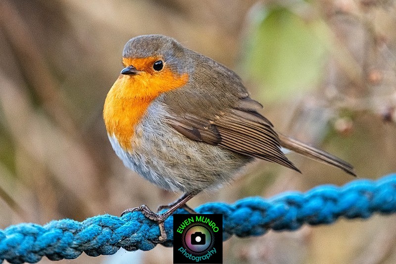 BBG-04-Robin on a rope, Oban, Argyll - Countryside & Garden Birds