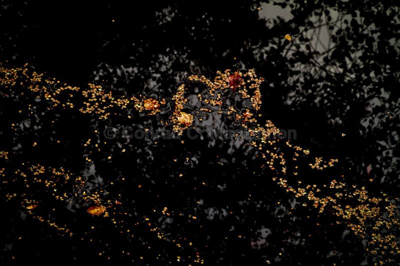 Natures sprinkles - Abstract