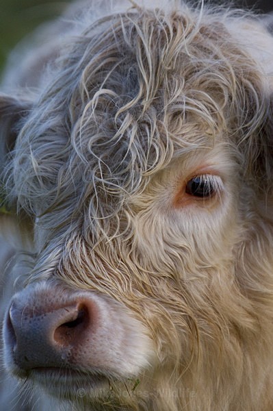 HIGHLAND COW, Grasspoint, Isle of Mull - HIGHLAND COWS