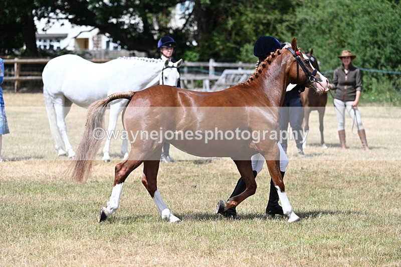 WJ7_1566 - Class 4 Prettiest Mare up to 14.2hh in hand