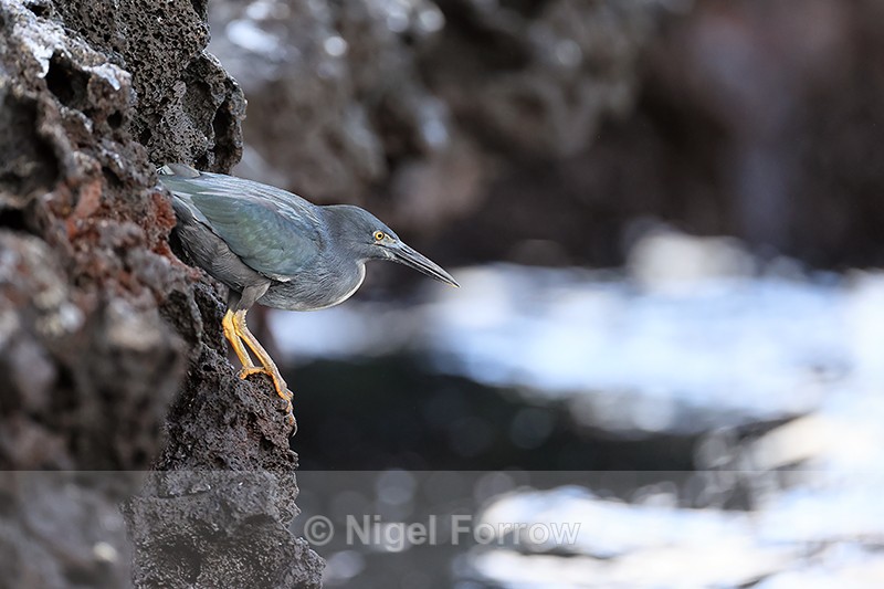 Lava Heron perched above sea, Bartolome, Galapagos - Striated Heron