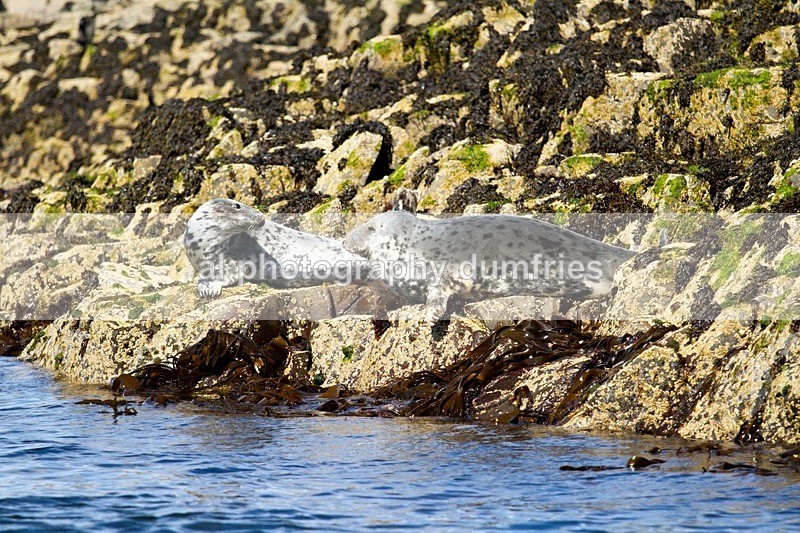 _CNP0471 - Farne Isles