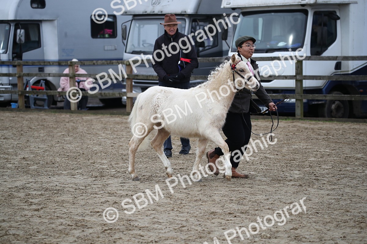 SBM_004578 - Class 5-9 - NPS In Hand-Show Hunter-Intermediate Ridden Inc Ridden Championship