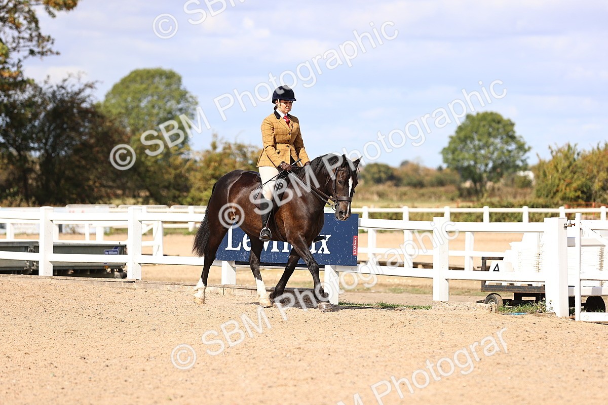 SBM_14345 - Class 412 - Handsomest Gelding (IH or Ridden)Adult