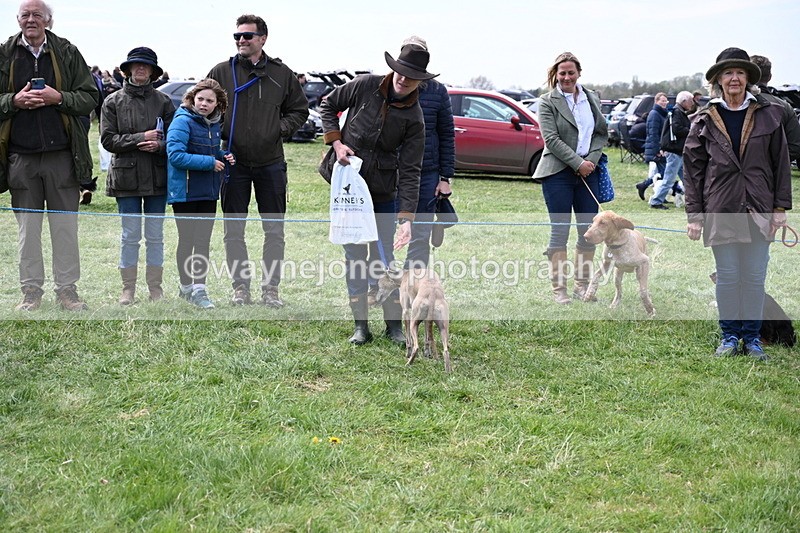 WJ6_9129 - Class 8 Best Working / Gun Dog or Bitch