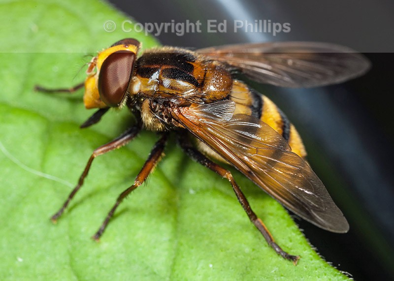 Volucella inanis