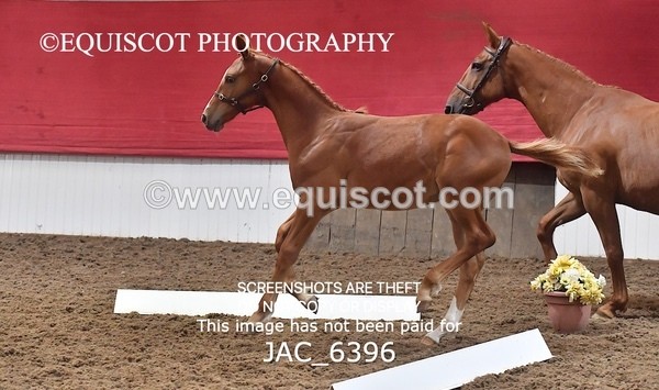 JAC_6396 - 19 Luca