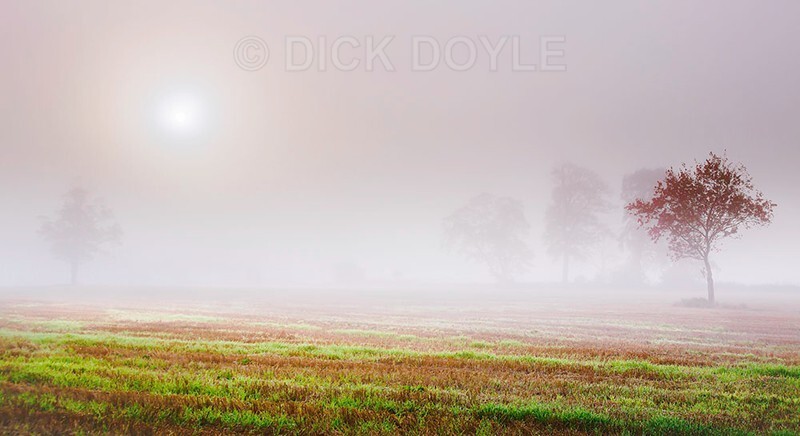 Misty dawn Marlfield