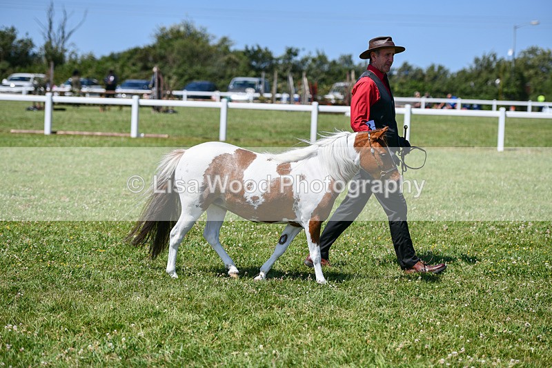 DSC_7101 - Class 61: Miniature Horse 4yrs & over