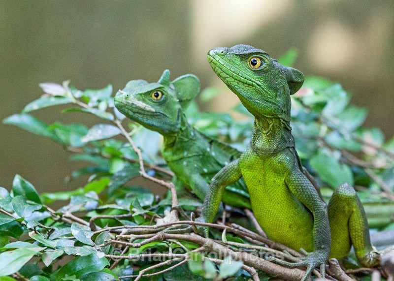 IMG_5632 Emerald Basilisk Lizards, Costa Rica