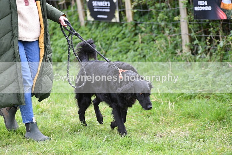 WJ5_9087 - Class 1 Best Cross Breed / Heniz 57