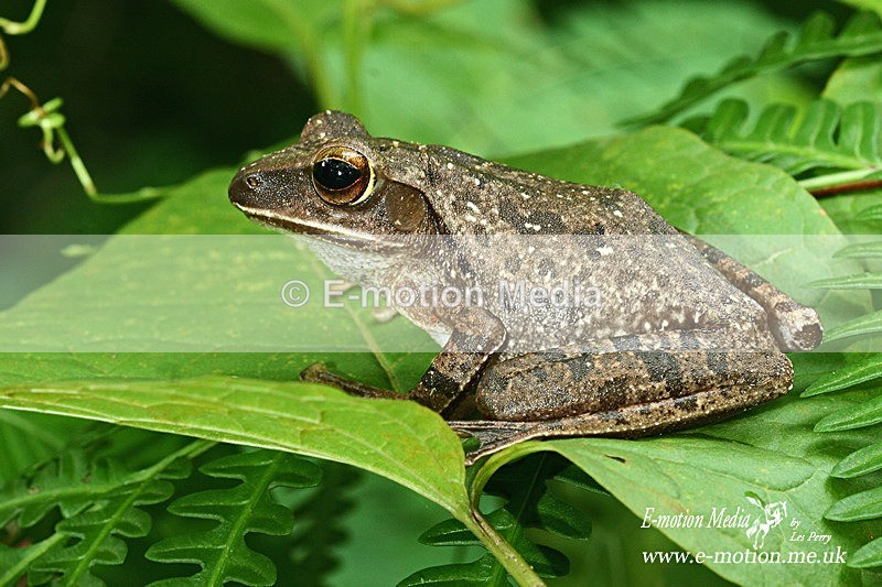 Frog Nong Nooch 032 - Nature