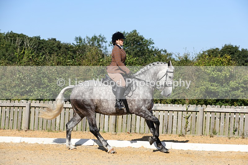1X9A7738 - Class 9: Open Ridden Hunter
